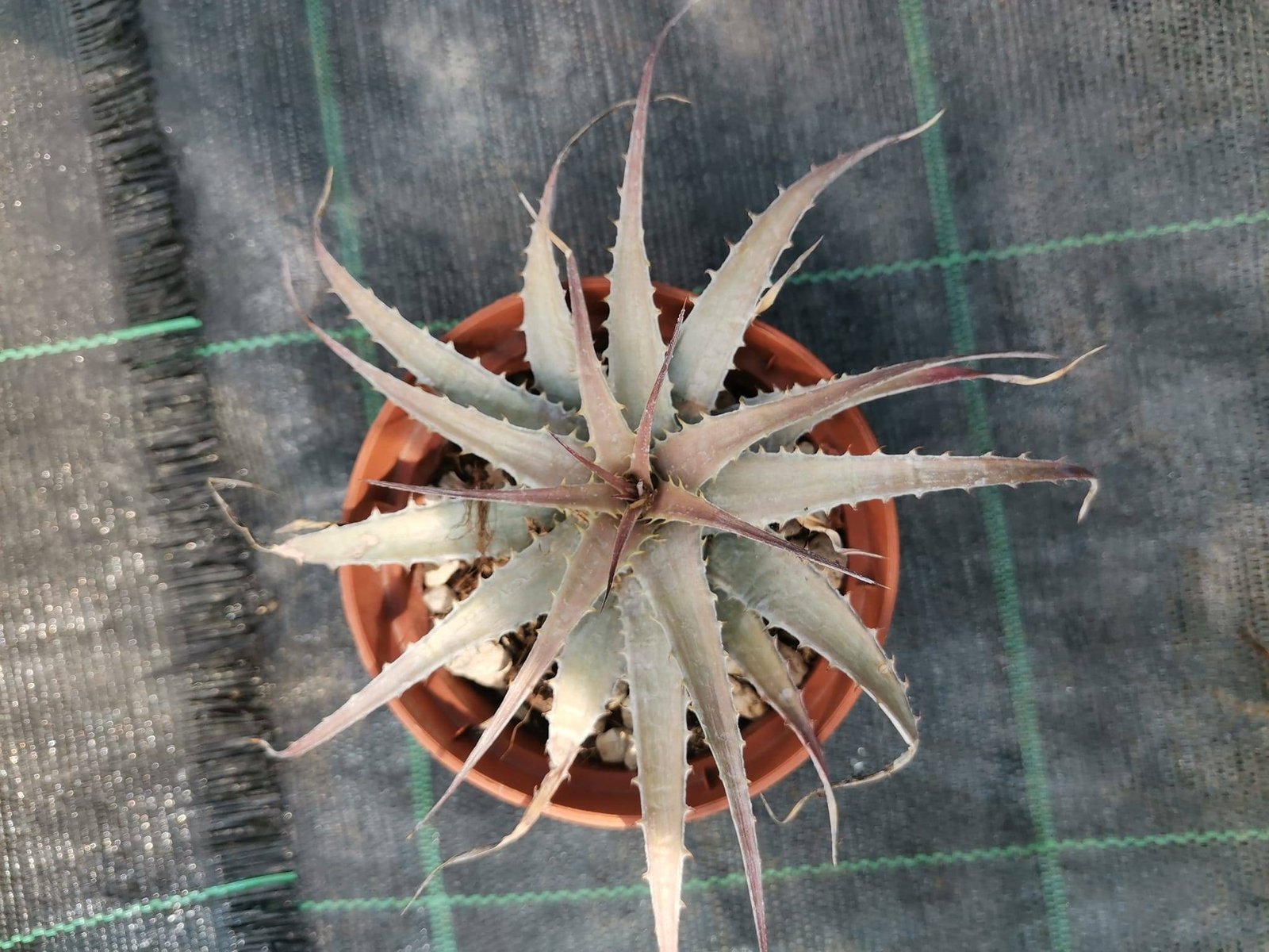 Dyckia Argentea