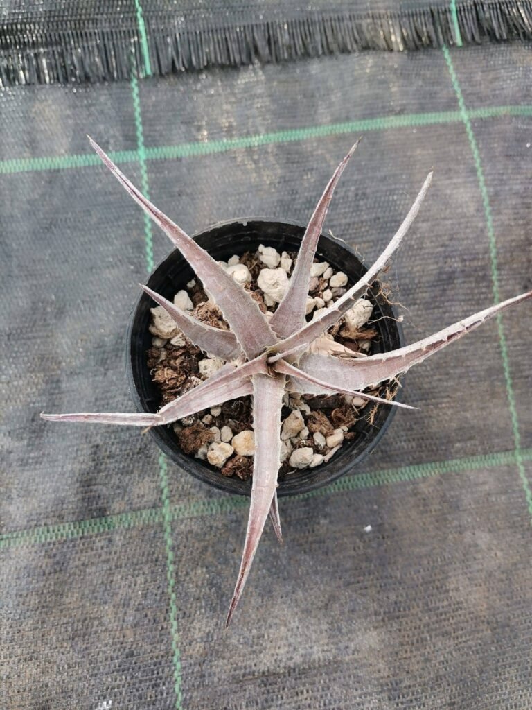 Dyckia Argentea