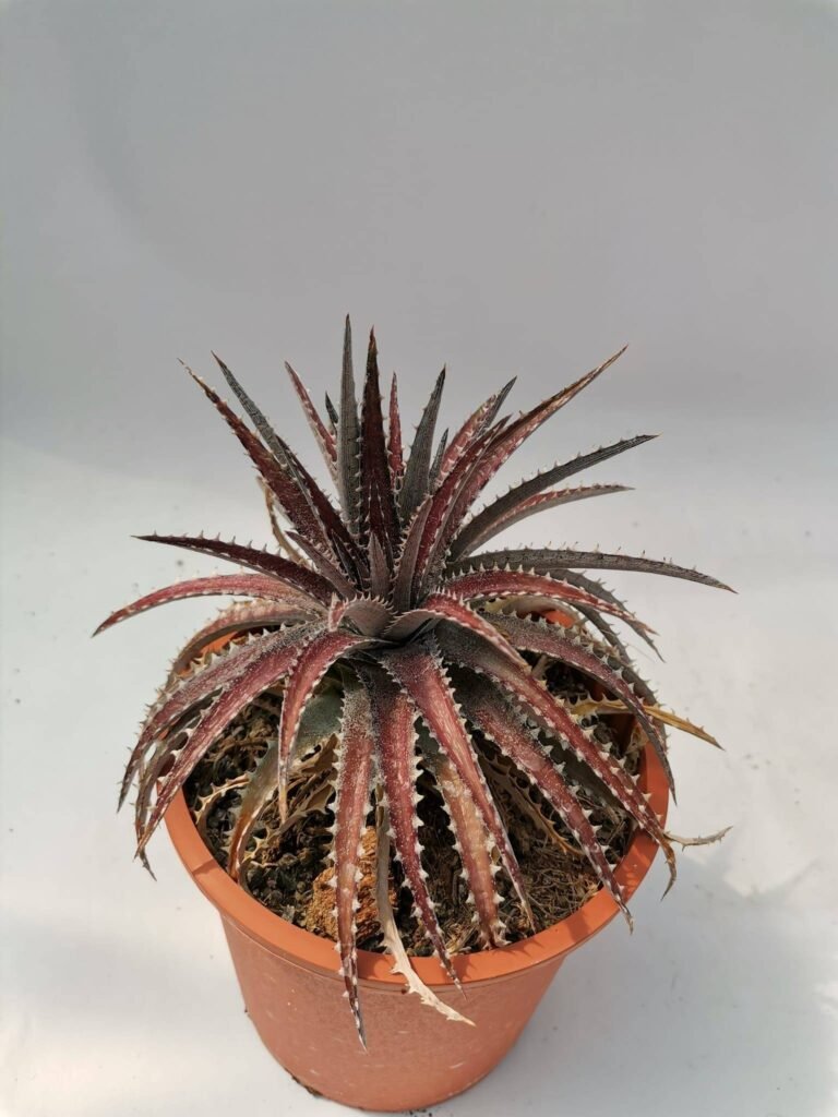 Dyckia Brittle Star