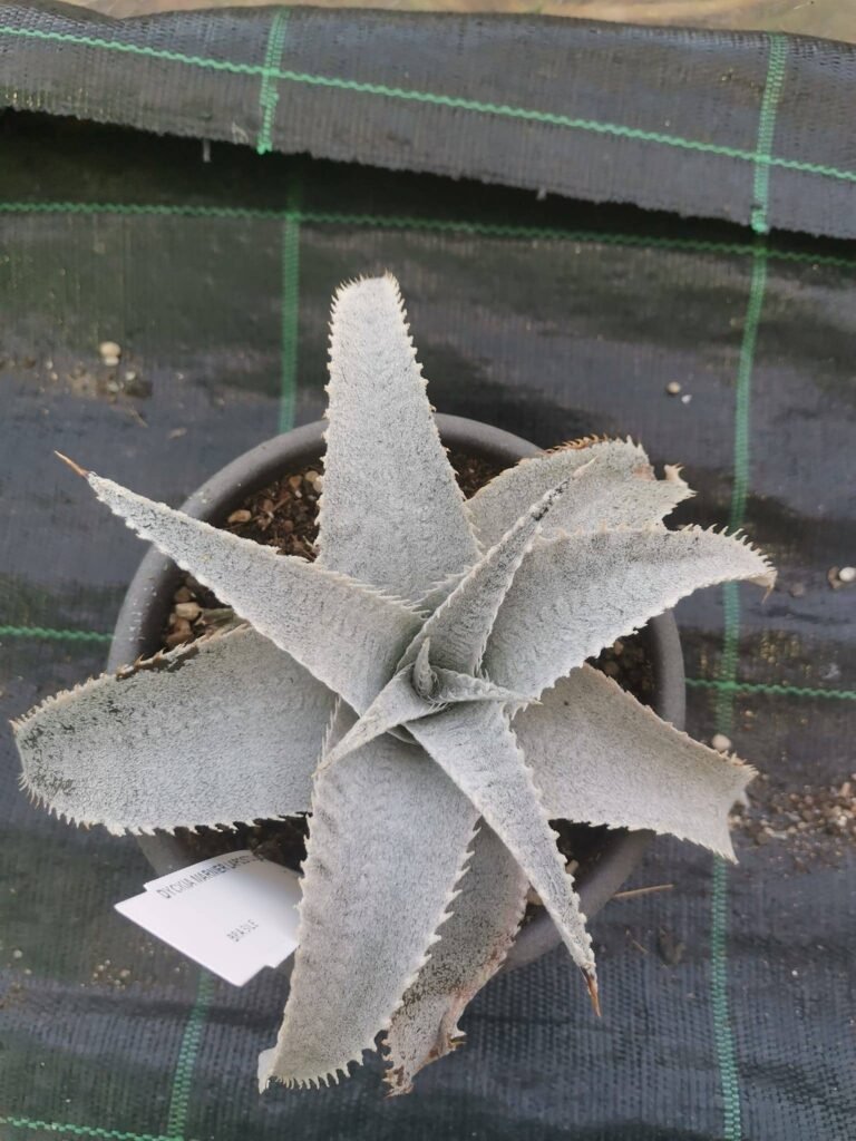 Dyckia Marnier-Lapostollei