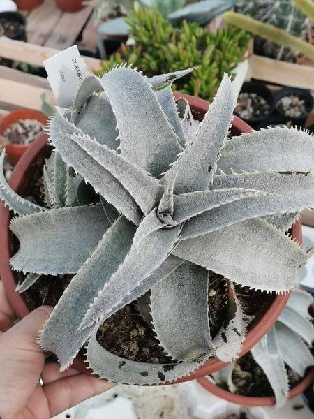 Dyckia Marnier-Lapostollei XL