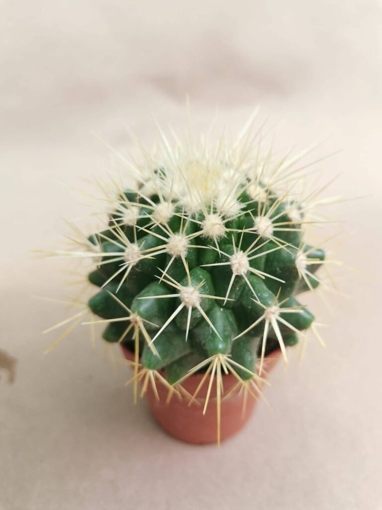 Echinocactus Grusonii