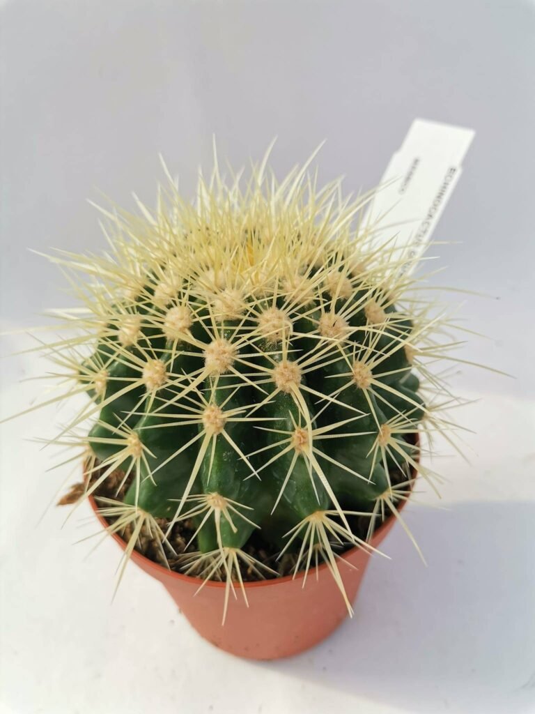 Echinocactus Grusonii