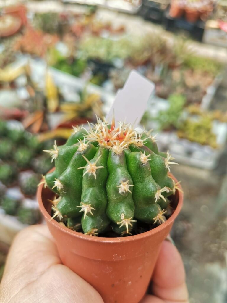 Echinocactus Grusonii Brevispina