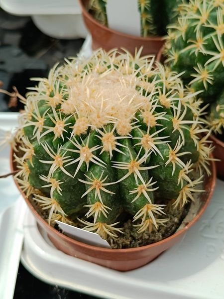 Echinocactus Grusonii Brevispina