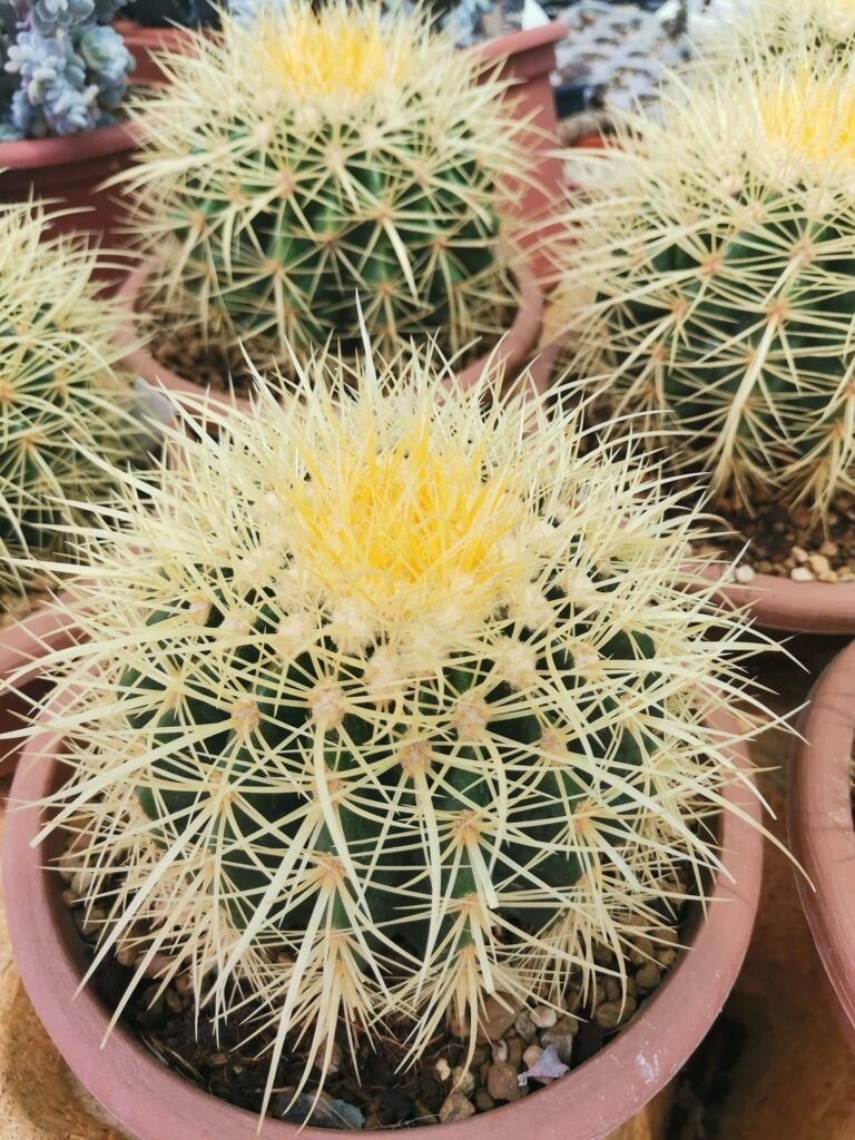 Echinocactus Grusonii