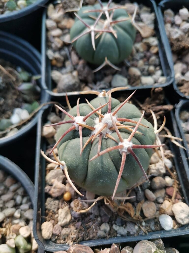 Echinocactus Horizonthalonius