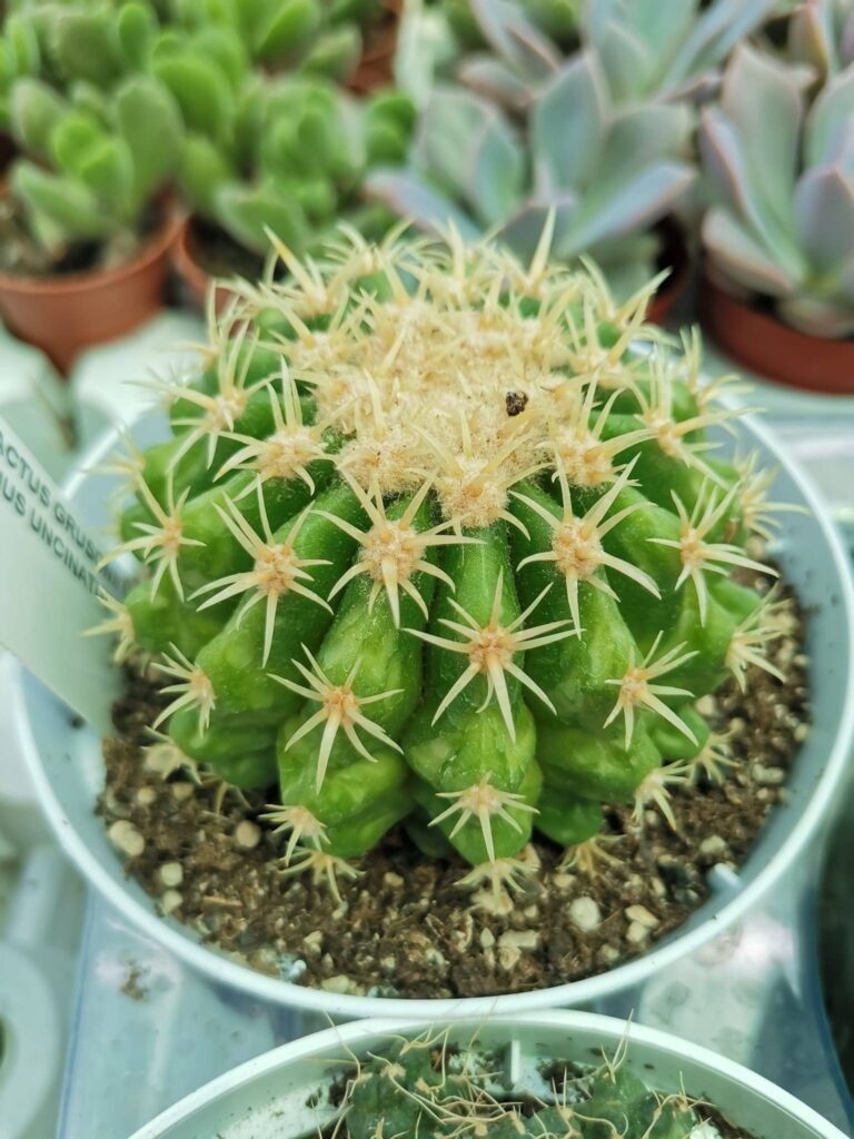 Echinocactus Grusonii Brevispina