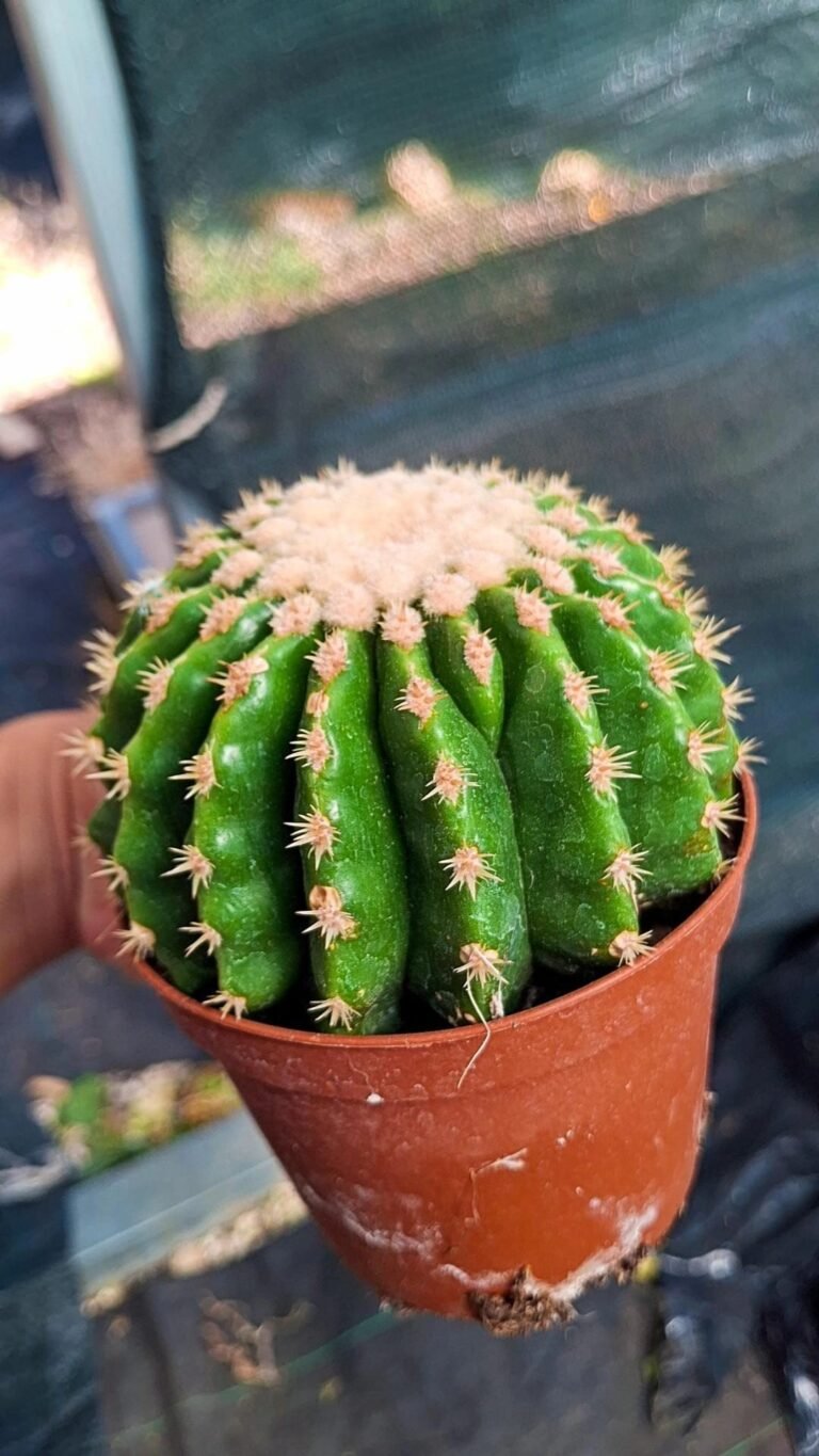 Echinocactus Grusonii f. Inermis