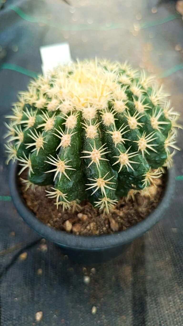 Echinocactus Grusonii Brevispina