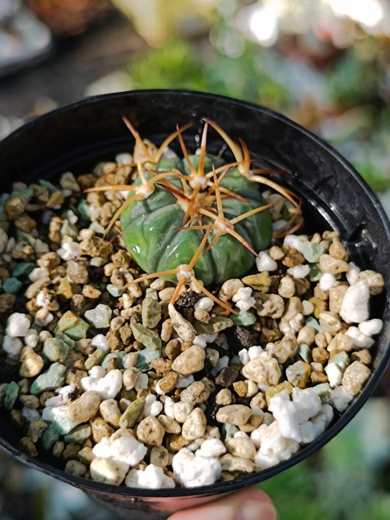 Echinocactus Horizonthalonius “La mesa”