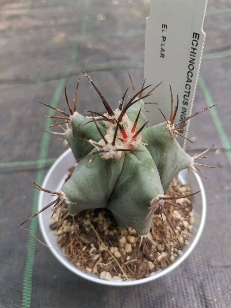 Echinocactus Ingens