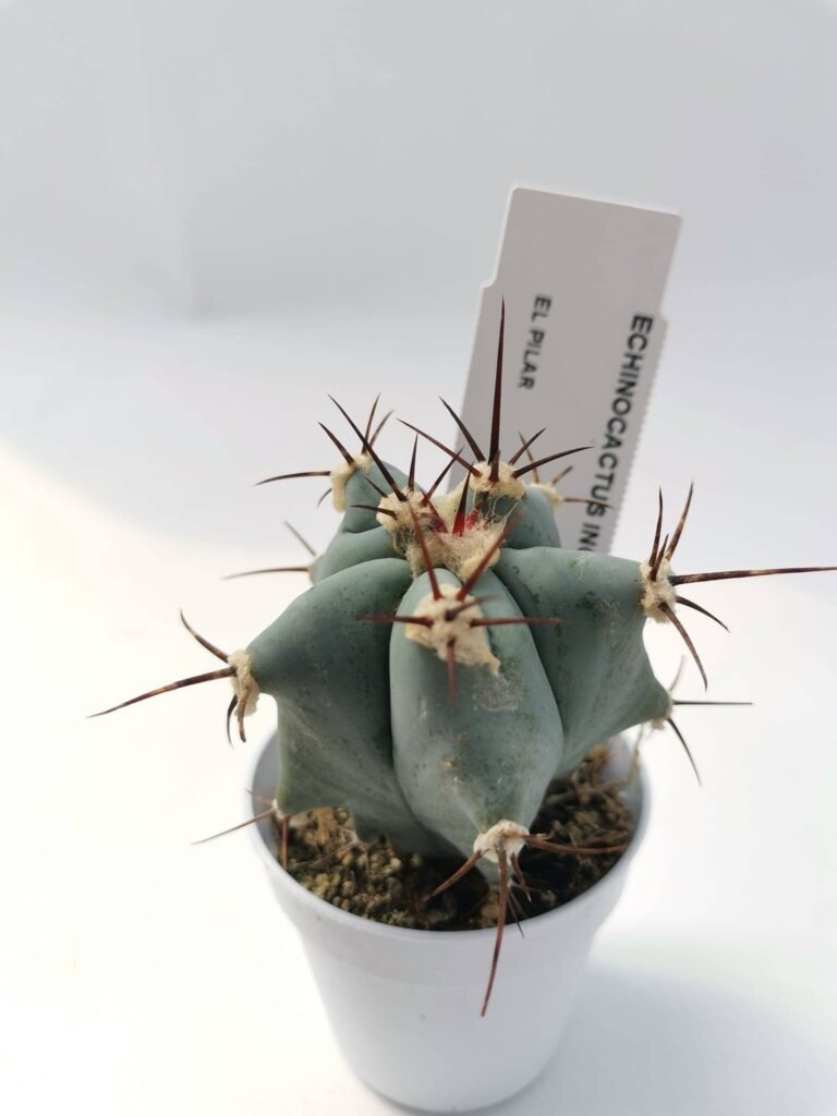 Echinocactus Ingens