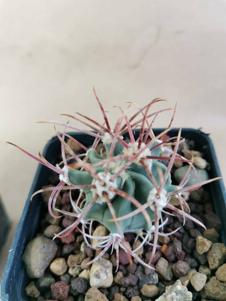 Echinocactus Polycephalus