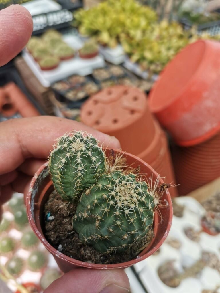 Echinocereus Amoenus