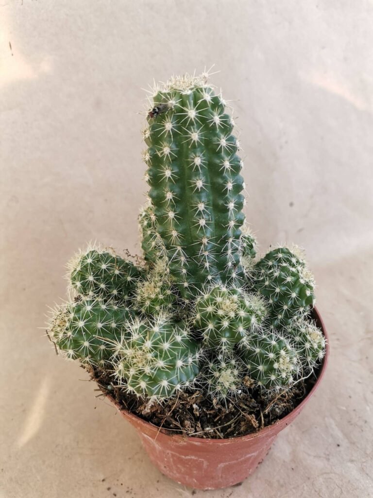 Echinocereus Klapperi