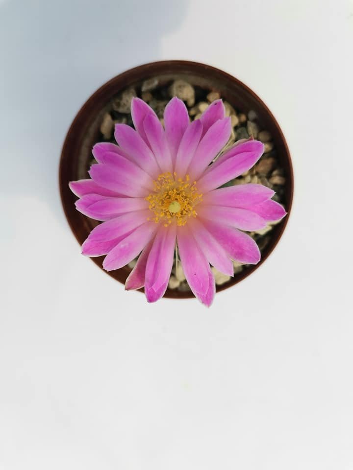 Echinocereus Knippelianus