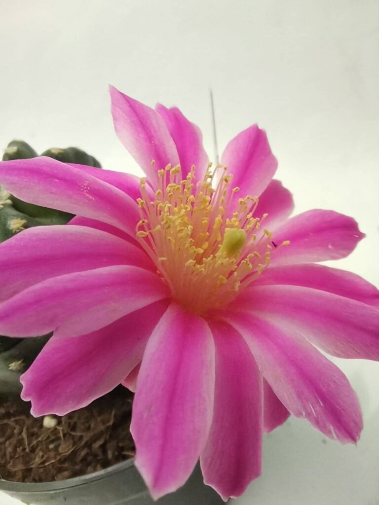 Echinocereus Amoenus