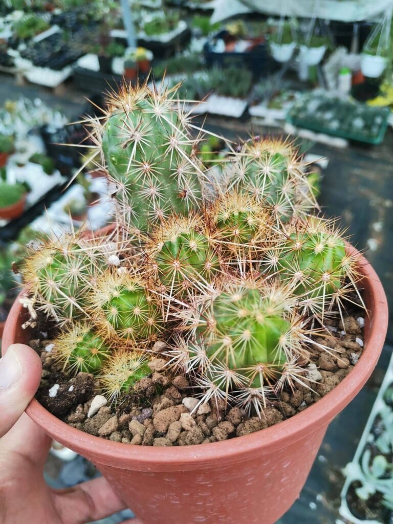 Echinocereus Barthelowanus