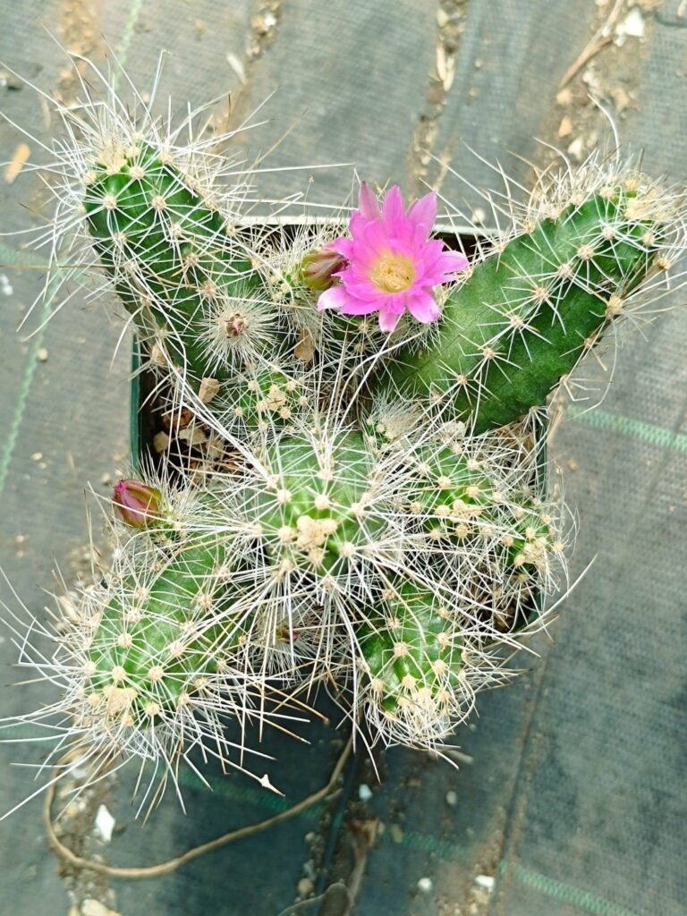 Echinocereus Brandegeei