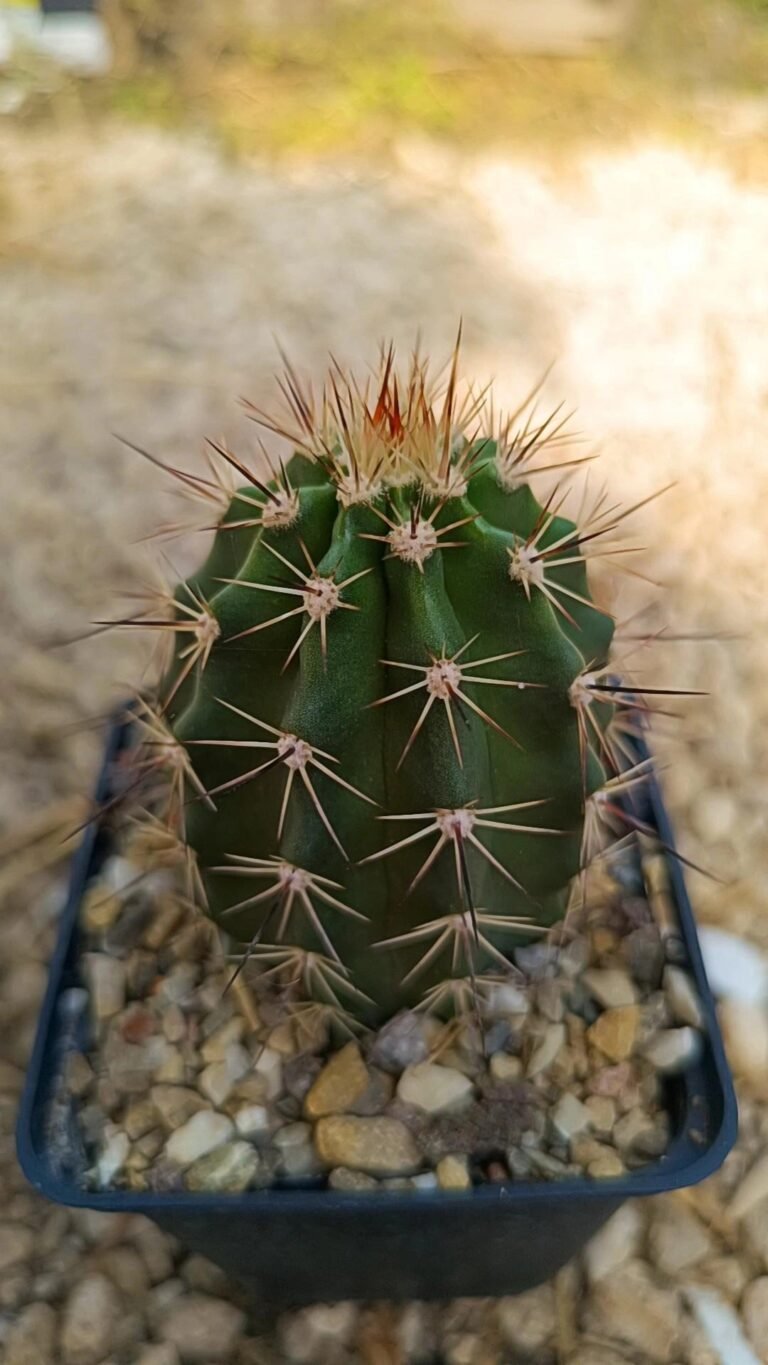 Echinocereus coccineus Hybrid CV kls