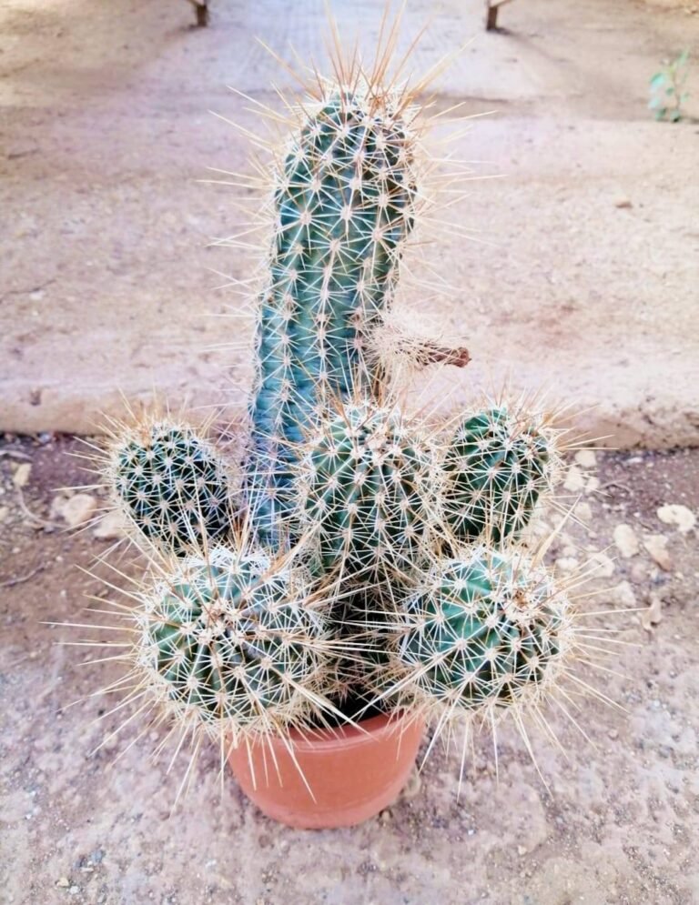 Echinocereus Engelmannii