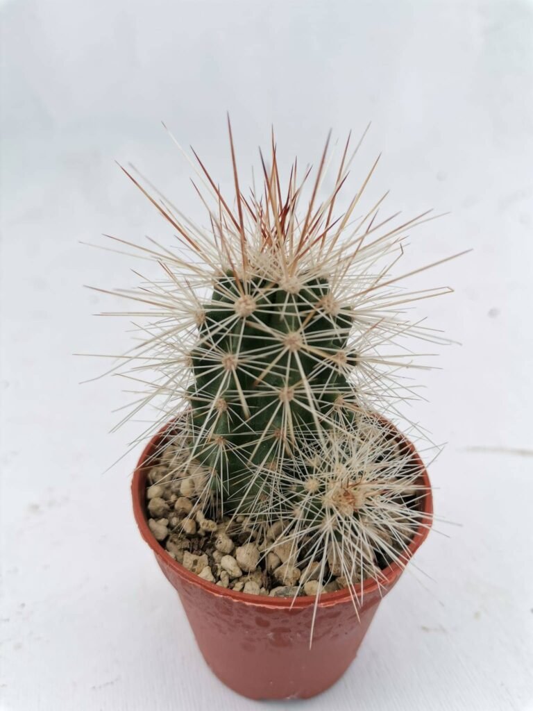 Echinocereus Enneacanthus x Nivosus accestiti
