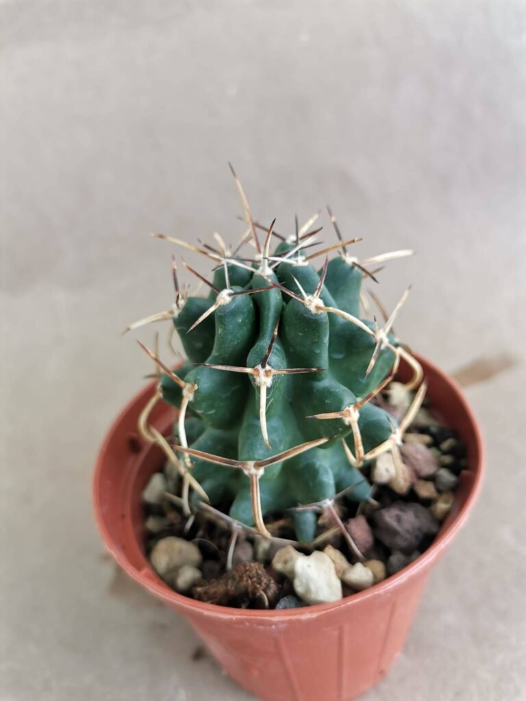 Echinocereus Fendleri v. Kuenzleri