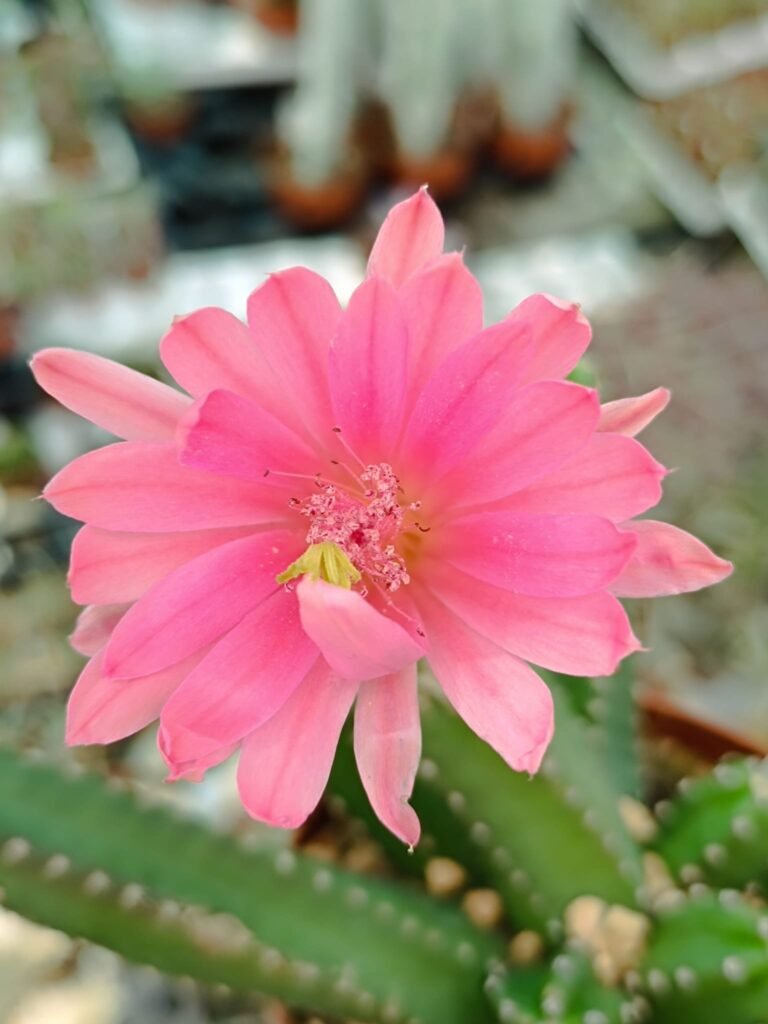 Echinocereus Gentryi
