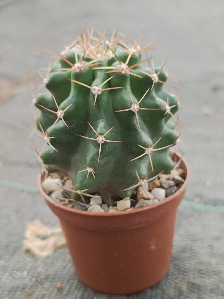 Echinocereus hempelii