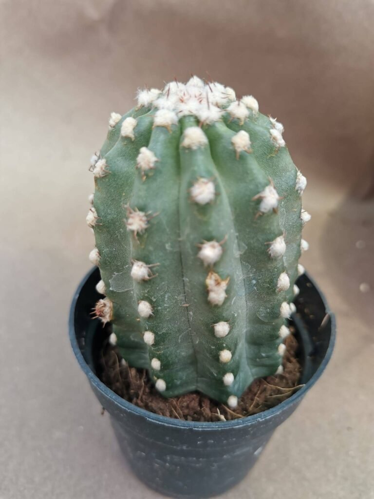 Echinocereus hybrid Coccineus Inermis