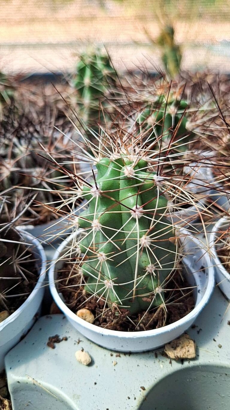 Echinocereus Mapimiensis