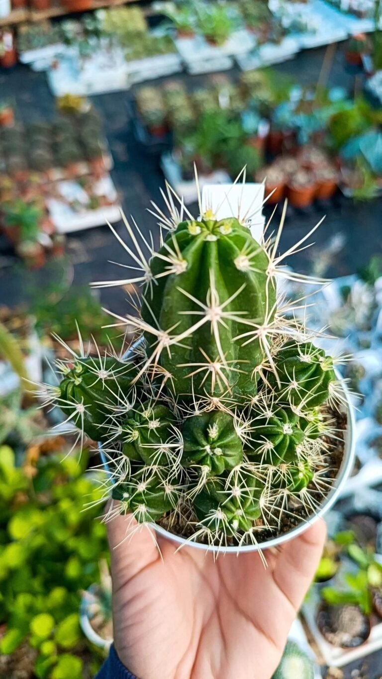Echinocereus Maritimus