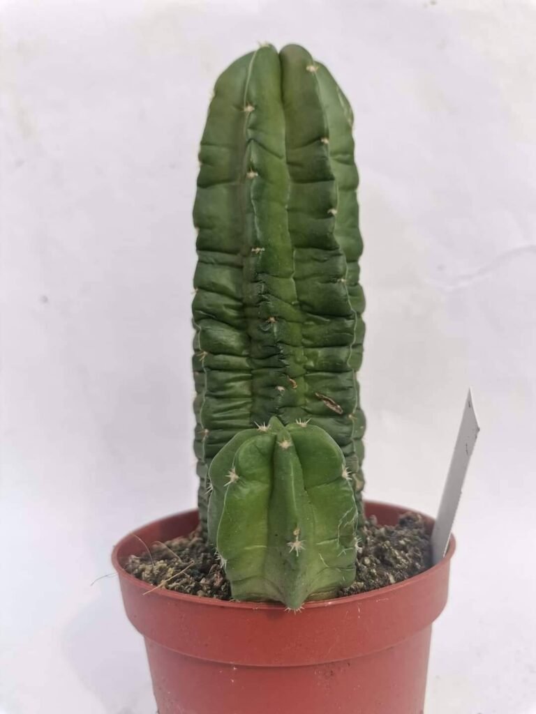 Echinocereus Morricalli Nudum