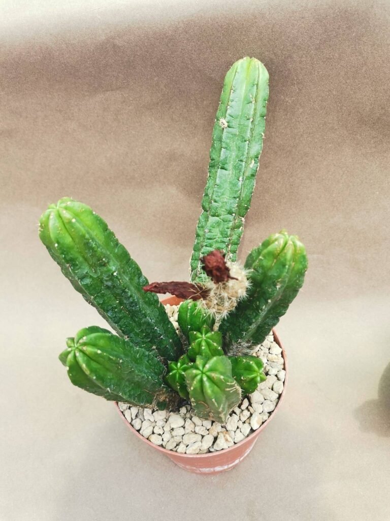 Echinocereus Morricalli Nudum