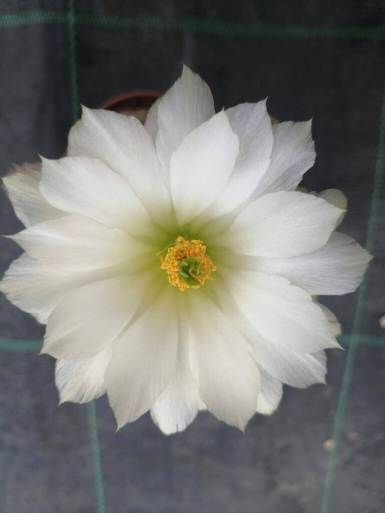 Echinocereus Pectinatus Albiflorus