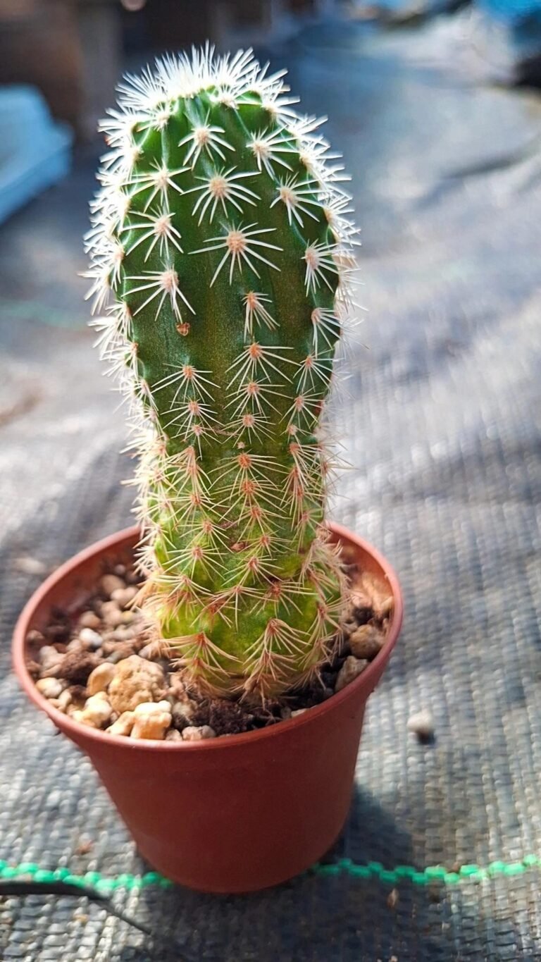 Echinocereus pectinatus ssp rutowiorum purpur x dosendal