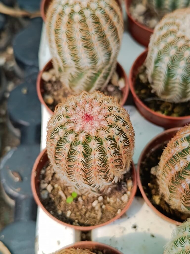 Echinocereus Pectinatus x Dasyacanthus