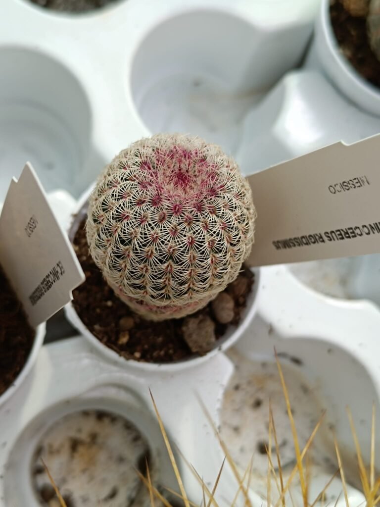 Echinocereus Rigidissimus