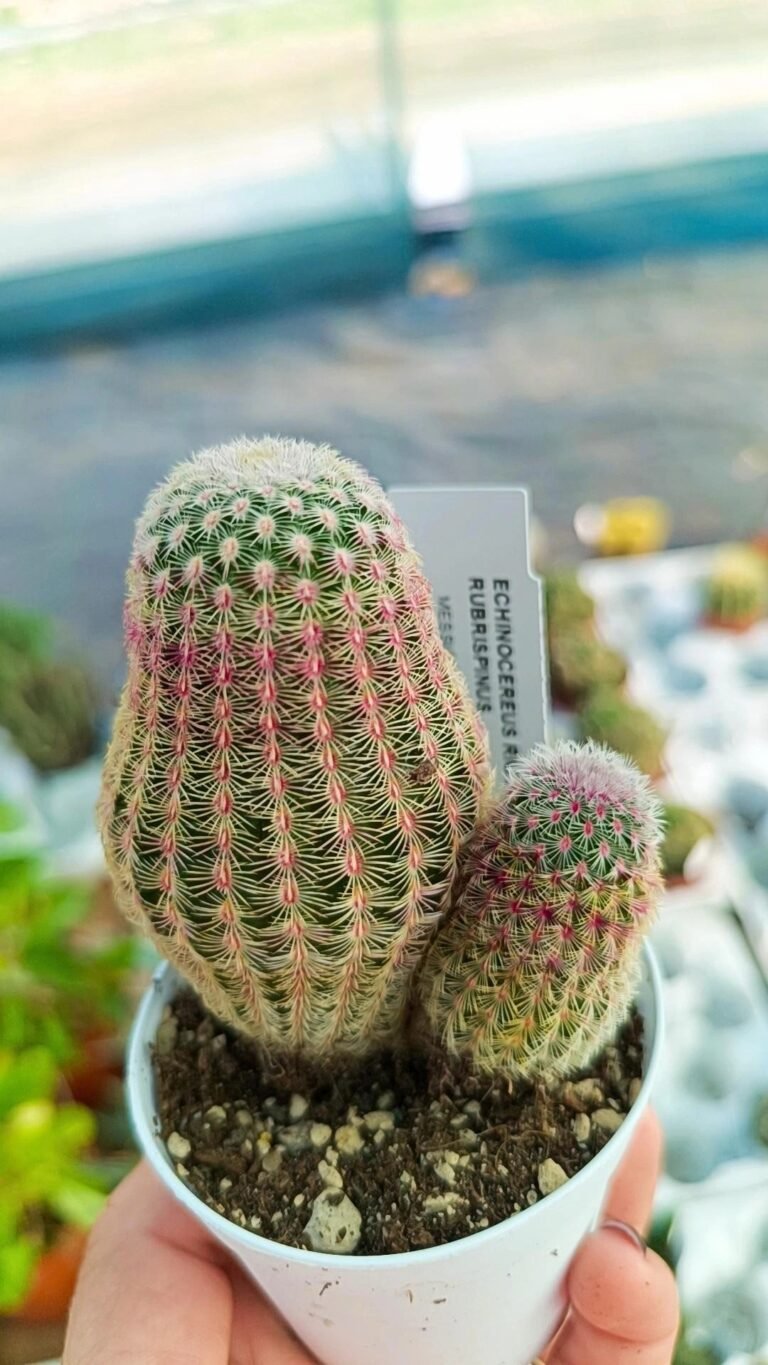 Echinocereus Rigidissimus Rubrispina