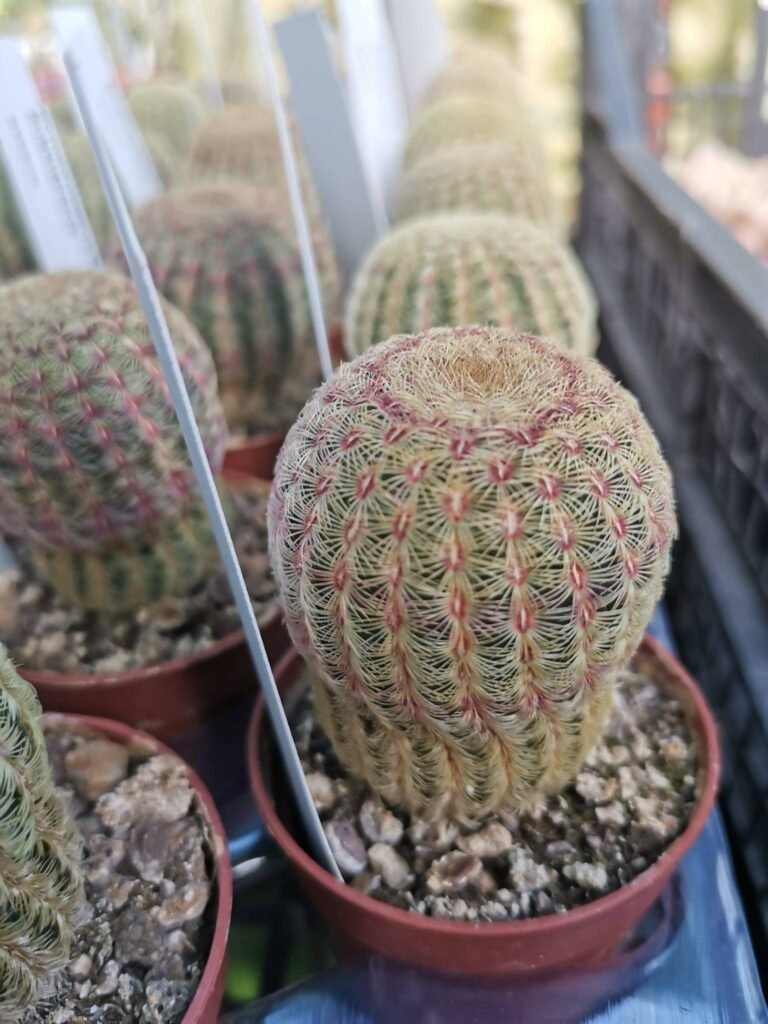 Echinocereus Rigidissimus Rubrispina