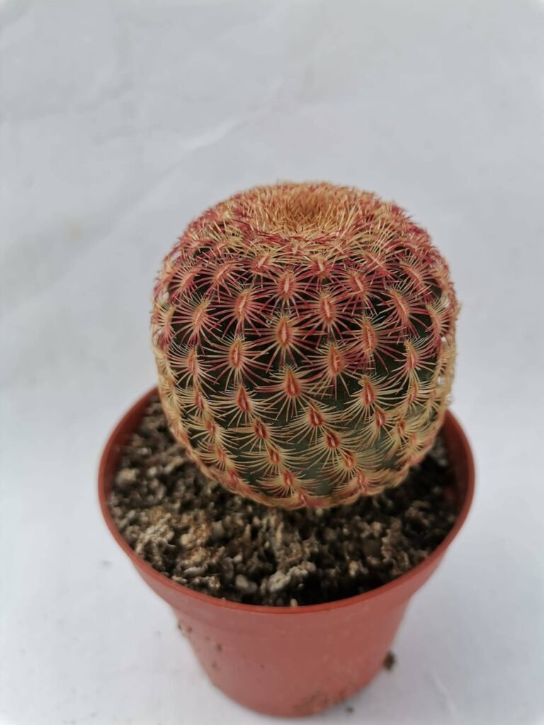 Echinocereus Rigidissimus Rubrispina