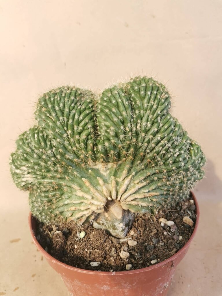 Echinocereus sp Crestata innestata