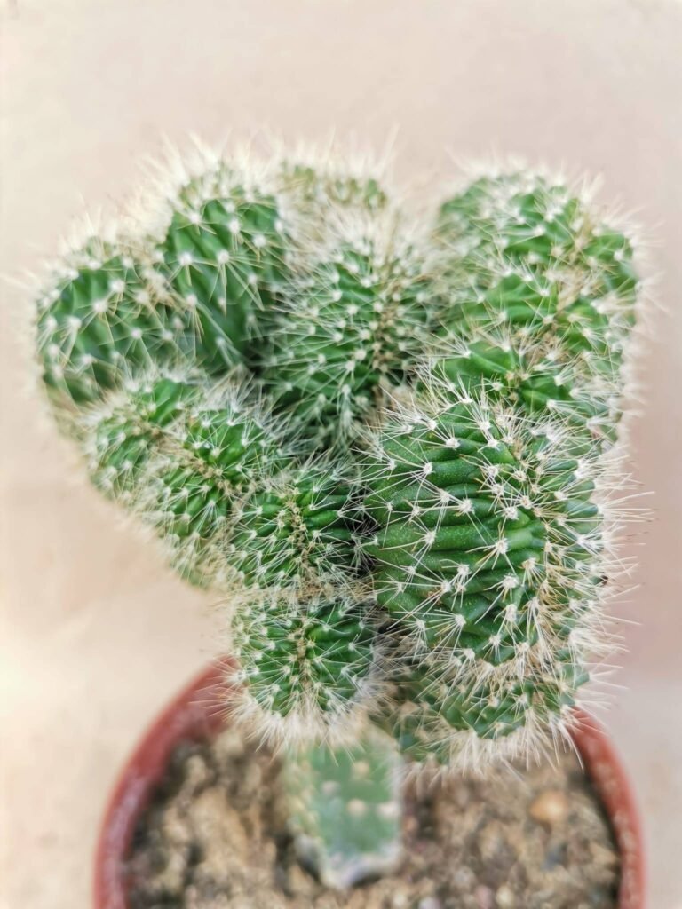 Echinocereus sp Crestata Innestata