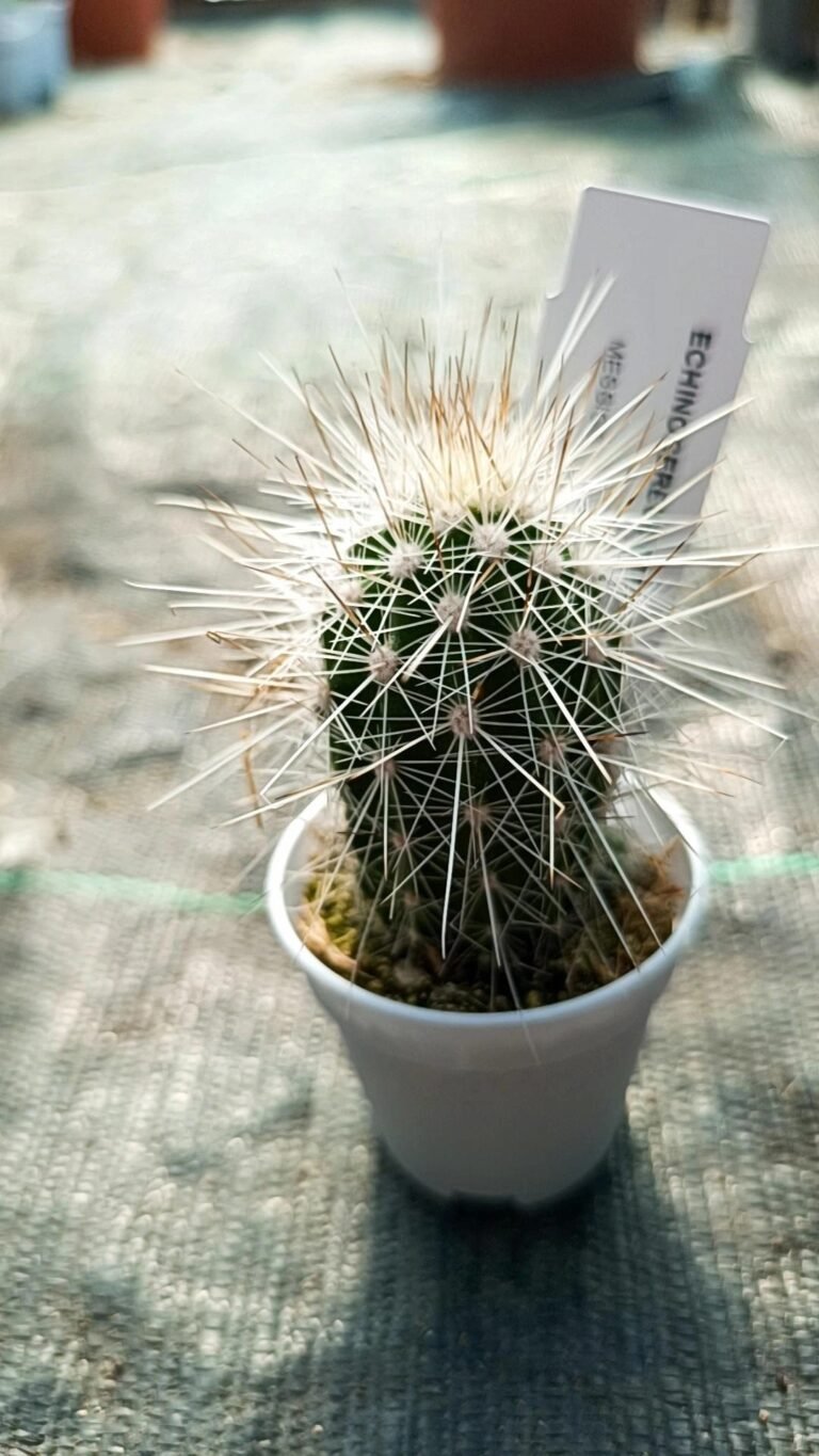 Echinocereus Stramineus