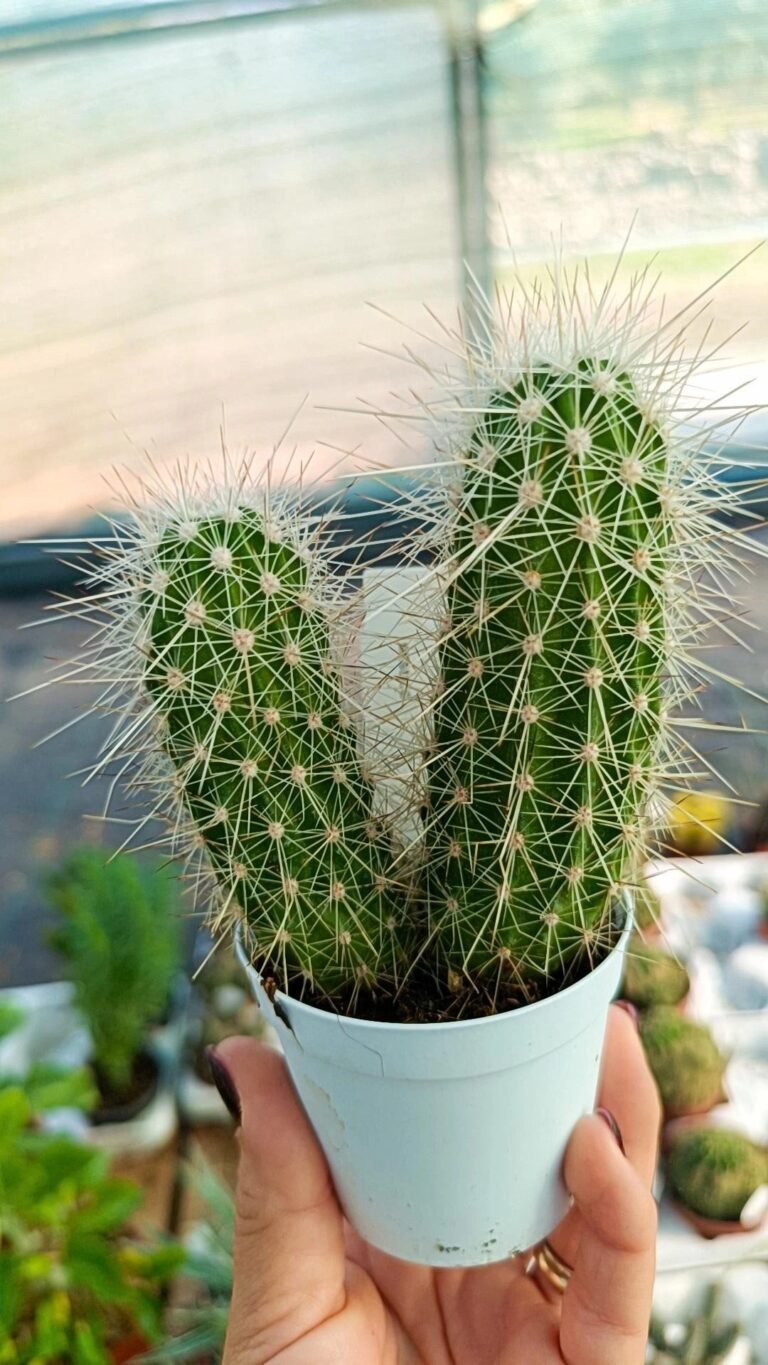 Echinocereus Stramineus