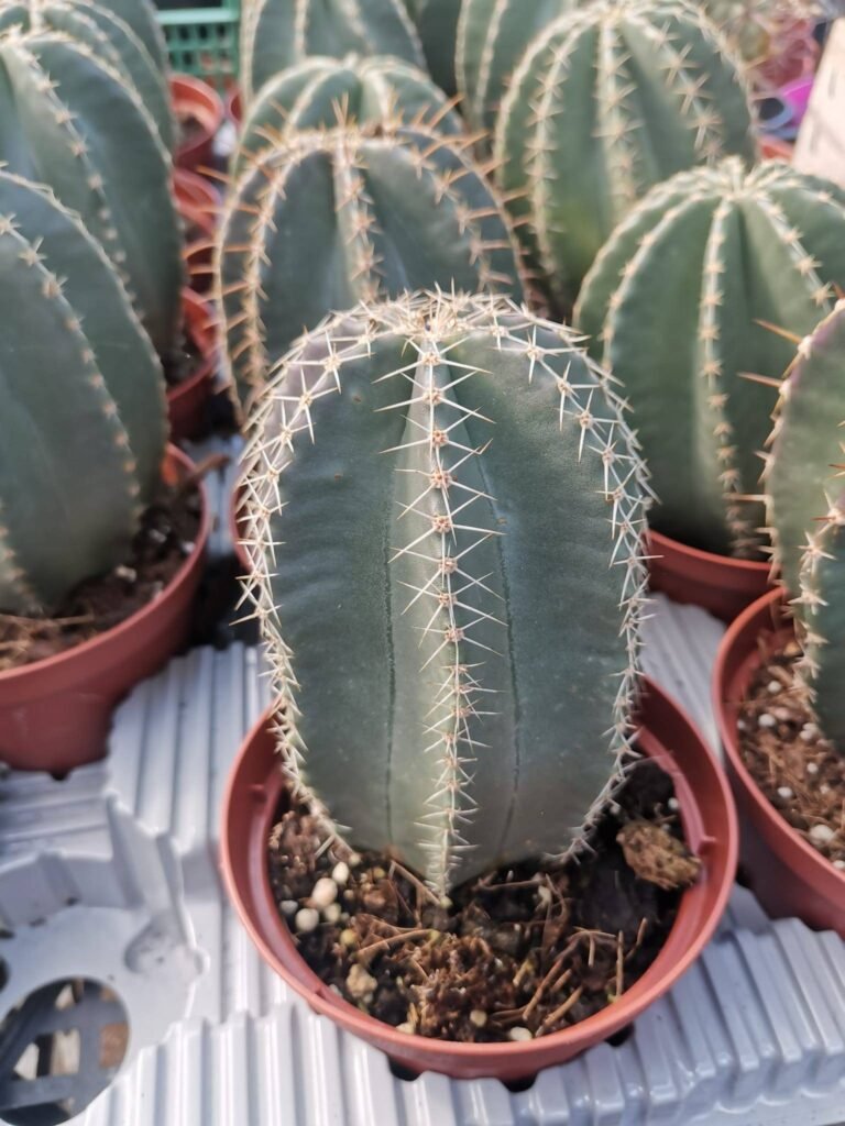 Echinocereus Subinermis