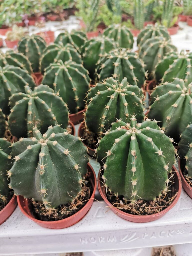 Echinocereus Subinermis