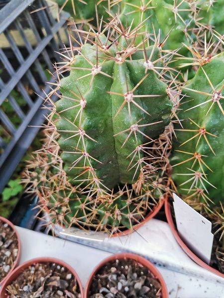 Echinocereus Triglochidiatus