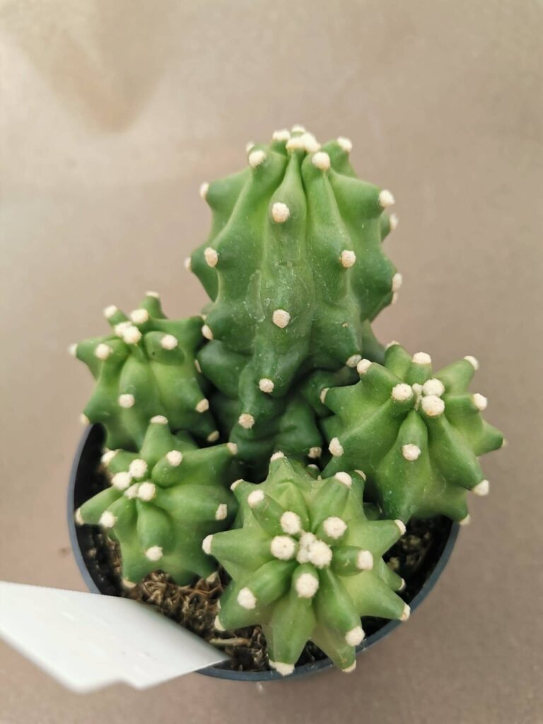 Echinocereus Triglochidiatus Inermis